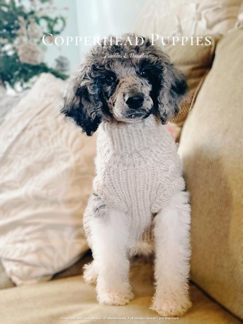 Puppy pic of our Gracie!- AKC Merle Parti Poodle #puppy #dog #merlepoodle #merle #poodle #merleparti #standardpoodle #merlestandardpoodle Miniature Poodle Haircuts, Merle Poodle, Parti Poodle, Poodle Haircut, Toy Poodles, American Cocker Spaniel, Mini Poodles, Cocker Spaniels, Miniature Poodle