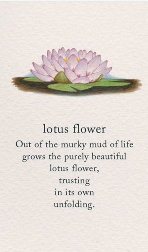 Lotus Meaning, Lotus Flower Quote, Lotus Flower Meaning, Healing Quotes, Lotus Flower, Lotus, Yoga, Quotes