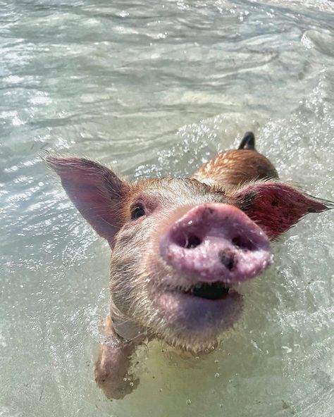 Sandals Resort, Untouched Nature, Bahamas Beach, Swimming Pigs, Beautiful Resorts, Cute Piggy, Bahamas Travel, Emerald Bay, Bahamas Island