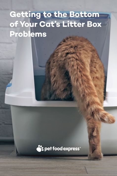 Getting the Bottom of Your Cat's Litter Box Problems Cat Liter, Best Litter Box, Litter Tracking, Litter Box Covers, Cat Ownership, Cat Health Care, Ph Levels, Norwegian Forest Cat, Red Blood