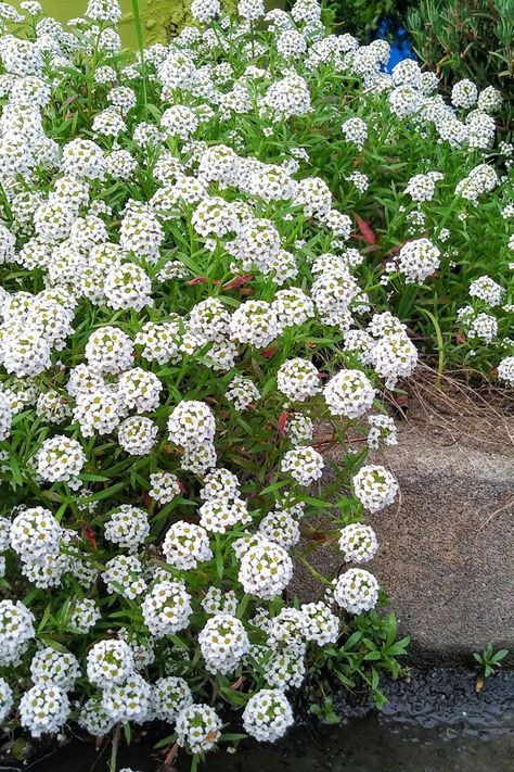 White garden ideas: 8 ways to create a white garden | Better Homes and Gardens White Garden Ideas, White Flower Garden, Hydrangea Petiolaris, Flowering Perennials, Hydrangea Arborescens, Hydrangea Quercifolia, Climbing Hydrangea, Fragrant Garden, Under The Moonlight