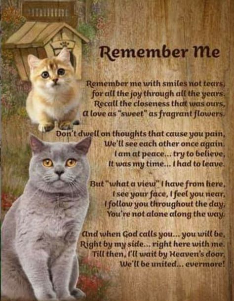 Losing A Pet Quotes, Pet Poems, Cat Lover Quote, Cat Poems, Cat Love Quotes, Colorful Hairstyles, Loss Of Pet, Cat Loss, Pet Remembrance