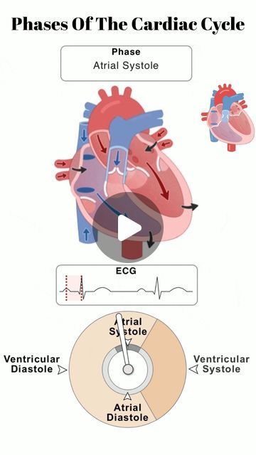 Medicine Master Academy on Instagram: "ECG and Phases of the Cardiac Cycle for Medical Students #cardiology #ecg #medschool #medicalstudent #usmle #usmlestep1 #usmlestep2 #usmlestep2ck #usmlestep3 #usmleprep #diagnosis #Heart #Cardiologist #medicine #doctor #cardiovascular #ekg #MedicalScience #medschool #MedicalStudent #medstudent #heartattack #angina @americanheartsc @amsalublin" Cardiac Cycle, Cardiac Nursing, Medicine Doctor, Nursing Education, Med Student, Cardiovascular System, Cardiology, Med School, Medical Science