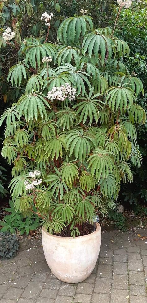 Begonia luxurians Begonia Landscaping, Begonia Luxurians, Zen Patio, Cane Begonia, Garden Plan, Edible Landscaping, Back Garden, Tropical Plants, Garden Planning