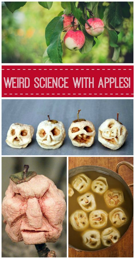 Apple Science, Apples Sink Or Float Experiment, Apple Rotting Experiment, Apples Science Experiment, Mummified Apples Experiment, Apple Science Experiments 2nd Grade, Apple Science Experiments, Apple Facts, Easter Science