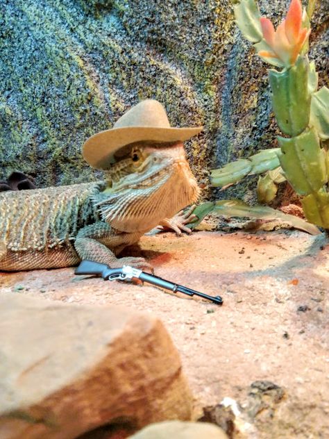 Beard Dragon, Dragon Terrarium, Funny Animal Pics, Bearded Dragon Enclosure, Cowboy Costume, Pet Illustration, Pet Dragon, Bearded Dragon, Pet Portrait