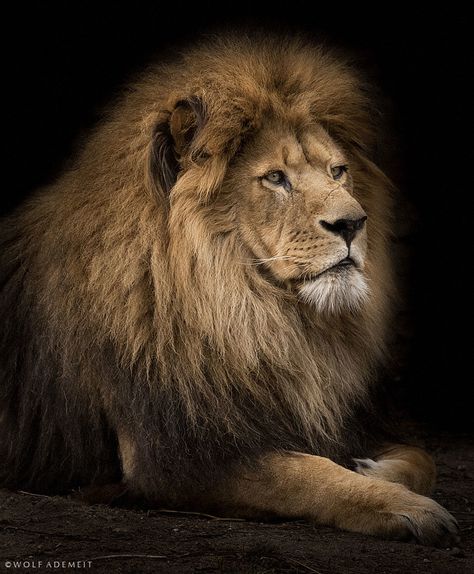 old lion portrait | Wolf Ademeit | Flickr Lion Photography, Lion And Lioness, Lion Love, Lion Wallpaper, Lion Painting, Lion Images, Male Lion, Lion Pictures, African Lion