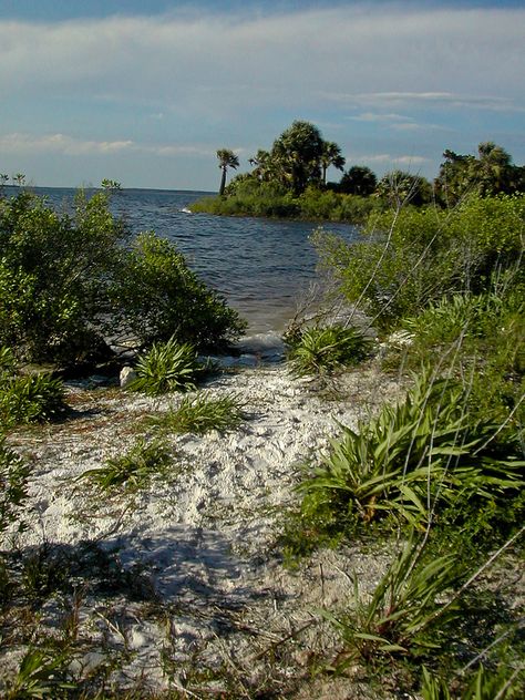 St. Marks National Wildlife Refuge | by floridahikes St Marks National Wildlife Refuge, Saint Mark, Landscape Projects, Florida, Natural Landmarks, Water, Travel