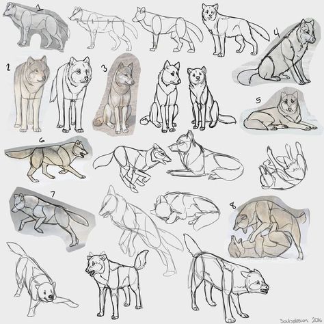 Wolf Side Profile, Wolf Anatomy, Wolf Face Drawing, Side Profile Reference, Profile Reference, Wolf Poses, Paw Drawing, Cute Wolf Drawings, Drawing Anatomy