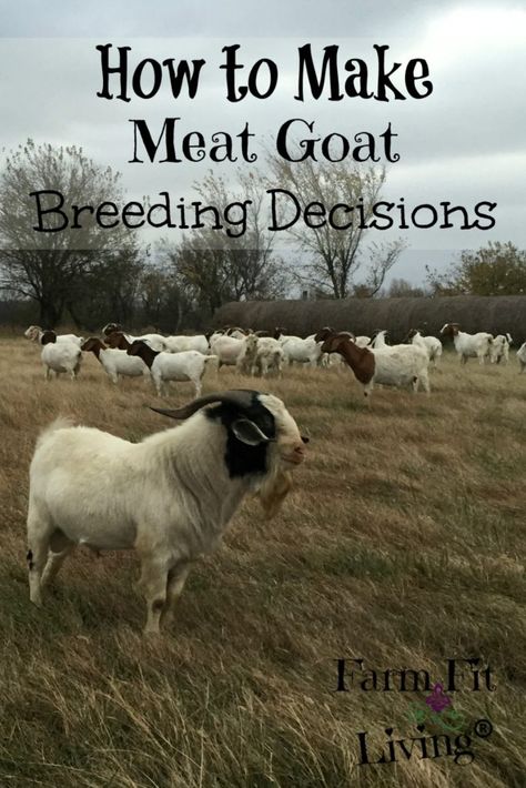 Goat Fencing, Meat Goats, Milk Goats, Meat Ideas, Keeping Goats, Raising Farm Animals, Goat Care, Boer Goats, Raising Goats