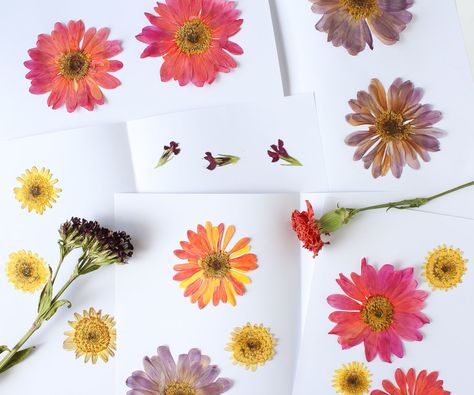 There are many ways to preserve flowers and leaves, but I tend to go with ways that use things I have around the house! In this case that means using paper, string, books, and possibly clothespins.The only catch with this is that you need patience. Flowers can take anywhere from 2-6 weeks to dry completely, depending on the thickness of the flower and the humidity and temperature in your environment. In this instructable, I'll teach you how to press and hang flowers to dry. I'll also ... Flower Scissors, Press Flowers, Flowers Last Longer, Zinnia Flowers, Dried And Pressed Flowers, Dry Flowers, Hanging Flowers, Vibrant Flower, How To Preserve Flowers