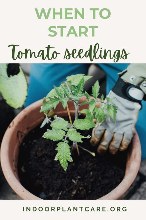 Learn when and how to start your tomato seedlings indoors with this comprehensive guide from Indoor Plant Care. Start Tomato Seeds Indoors, Container Garden Vegetables, Seed Starting Indoors, Seedlings Indoors, Indoor Grow Lights, How To Grow Tomatoes, Types Of Potatoes, Tomato Seedlings, Starting A Vegetable Garden