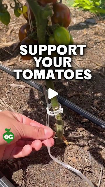 We help you grow. on Instagram: "One of our favorite ways to trellis big, vining tomatoes is with string and a few tomato clips - that’s it! When you transplant your tomato, you can either bury the string underneath your tomato to secure it in the ground, or tie the string to a stake and press into the soil.

Then, tie the other end of the string to a simple structure above the tomato plant made of 2x4 lumber or metal conduit. Both are relatively inexpensive at most hardware stores. Our setup cost $50 to make and grows about 12 huge vining tomatoes.

Every 1’ (0.3m) or so, snap a tomato clip (which you can find at most nurseries) to the string and around your tomato’s main stem. As the tomato grows, you may want to also prune off any side shoots that grow out, but this is optional.

If you Tying Up Tomato Plants, Transplanting Tomato Plants, 2x4 Lumber, Gardening Indoors, Hardware Stores, Tomato Plant, Growing Fruit, Growing Tomatoes, Grow On Instagram