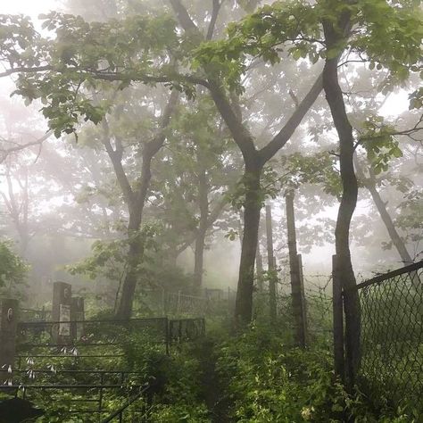 Foggy Forest, Fence, Trees, Forest