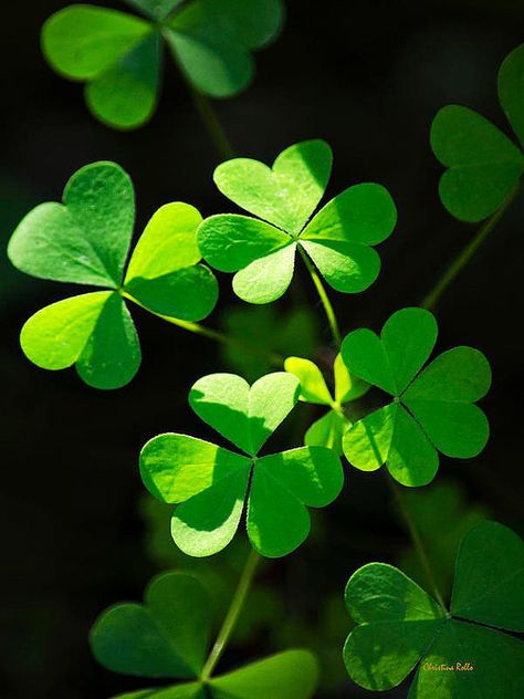 Clover Photography Prints Green Shamrock by ChristinaRolloArt Clover Photography, Nature Photography Green, Zen Bedroom, Green Clover, Green Shamrock, Room Pillows, Pop Art Wallpaper, Clover Green, Fine Art Photography Print