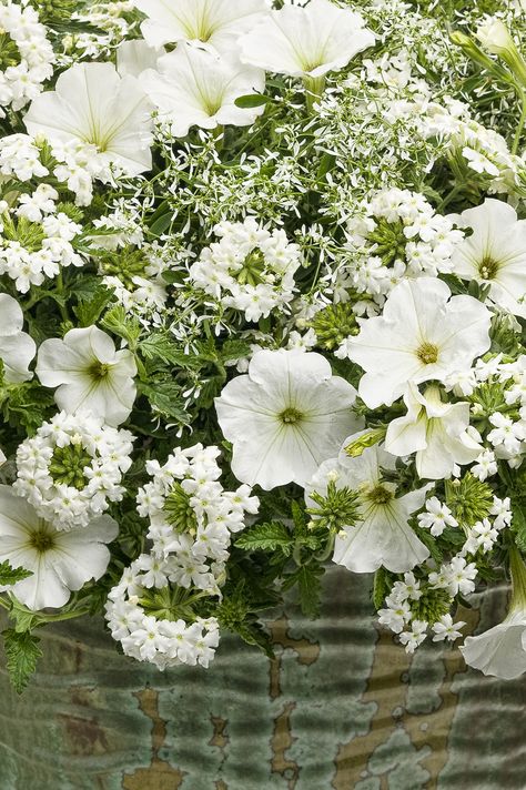 This white monochrome container garden brings the beauty day AND night. White flowers in varying sizes and textures are all heat tolerant, so you can be certain this container garden will look great all summer long. By day its flowers soak up the sun and by night, they softly reflect the moon's glow...creating a mini moon garden for your deck or porch! Recipe includes Diamond Frost Euphorbia, Supertunia Mini Vista White and Superbena Whiteout Verbena. Click for recipe and details. White Flower Pots Outdoor, White Flower Pots Front Porch, White Container Flowers, White Flower Pot Ideas, White Flower Planter Ideas, Verbena Flower In Pots, White Flowers In Pots Planters, White Container Garden, Green And White Container Gardening