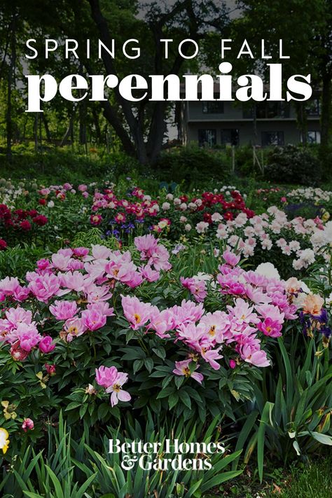 One of the most-loved spring flowers, this bushy perennial produces big round buds that open to large fragrant blooms. Peonies offer a variety of flower types: Petal-packed doubles, semi-doubles, anemone-centered, and singles. #perennials #perennialflowers #flowers #gardening #gardenplants #bhg Peony Flower Bed, Peony Garden Landscaping, Spring Blooming Perennials, Perenial Flowers, Peony Flower Garden, Fall Perennials, Flowering Perennials, Garden Flowers Perennials, Peonies Season