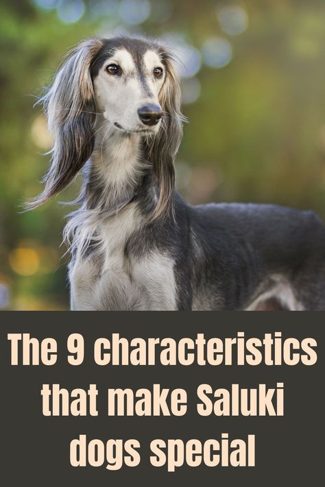 Saluki Puppy, Healthiest Dog Breeds, Saluki Dogs, 30 Questions, Rare Dog Breeds, Greyhound Art, Calm Dogs, Family Pets, Grey Hound Dog