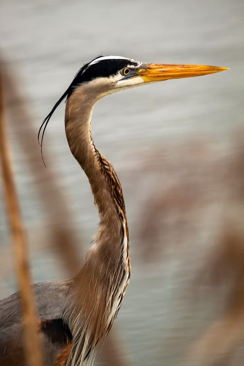 Heron Pictures, Great Blue Heron, Memphis Tn, Blue Heron, Bird Photo, Download Free Images, Art Reference Poses, Hd Photos, Free Images