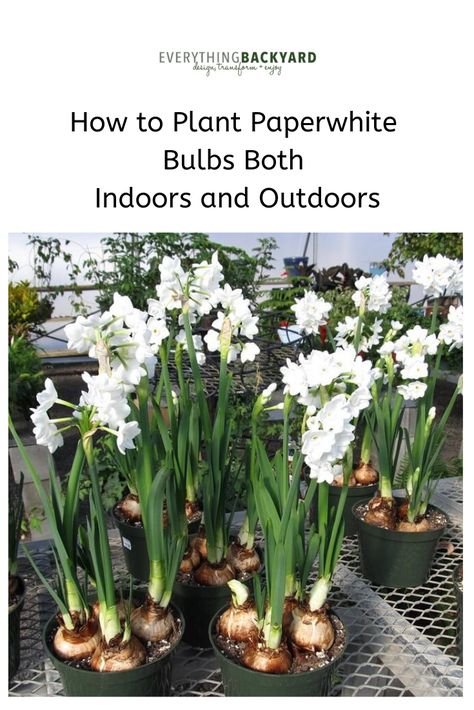 Paper White Flowers Plants, How To Grow Paperwhites Indoors, Planting Paperwhites Indoors, Paper White Bulbs, Paper Whites For Christmas, Paperwhites Containers, Paperwhites Flowers, Paper Whites Bulbs, Paper White Flowers