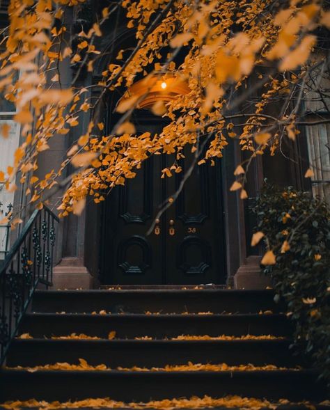 Ode to Things (@odetothings) • Instagram photos and videos Black And Orange Aesthetic, Dog Window, Widget Ideas, Orange Aesthetic, Fall Feels, Autumn Painting, Autumn Beauty, Black And Orange, Autumn Cozy