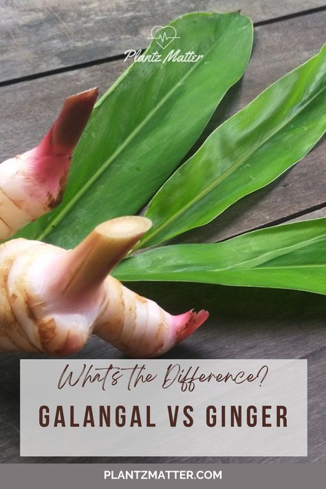 Discover the key differences between ginger and galangal! Learn how these rhizomes vary in taste, health benefits, and culinary uses, especially in Asian cuisines. Perfect for cooking enthusiasts exploring authentic flavours! Spicy Dishes, Healthy Eating Habits, Learn To Cook, Health Benefits, Ginger, Health Food, New Recipes, Vegan Recipes, Healthy Eating