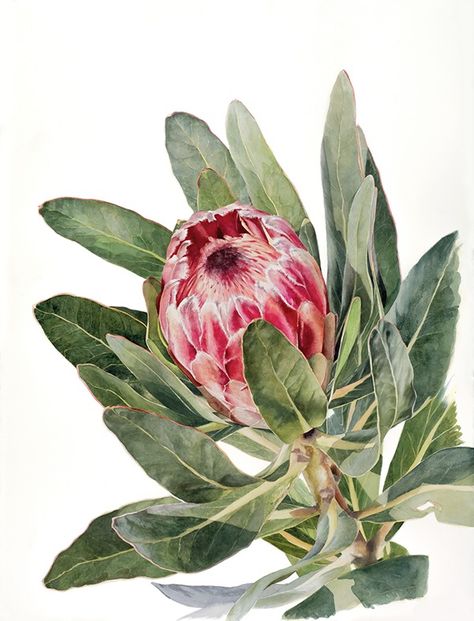 Protea Art, Australian Flowers, Protea Flower, Australian Native Flowers, Illustration Botanique, 수채화 그림, Plant Drawing, Botanical Painting, Botanical Watercolor