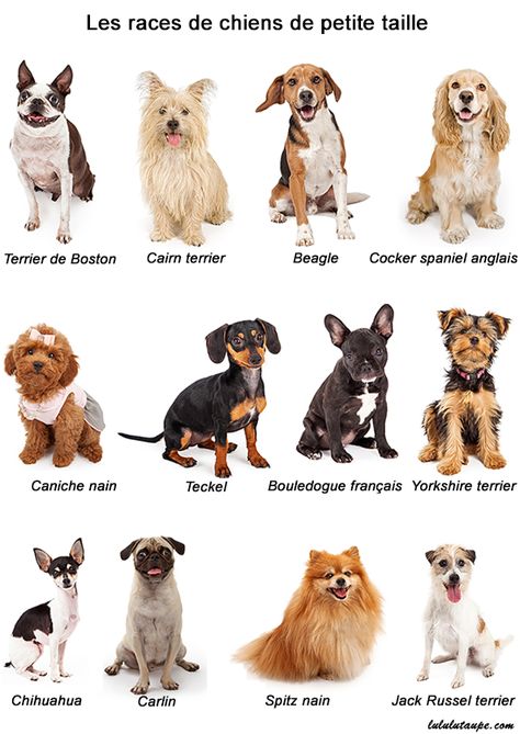 Les races de chiens de petite taille, fiche pédagogique gratuite à imprimer Types Of Small Dogs, Dog Breeds Chart, Cute Small Dogs, Dog Breeds List, Breeds Of Dogs, Huge Dogs, Dog List, Dog Facts