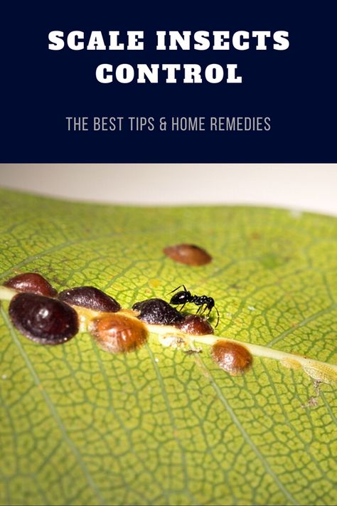 Scale On Plants, Scale Insects, Plant Pests, Insect Control, Garden Tips, Gardening Tips, Home Remedies, Bugs, Flower Garden