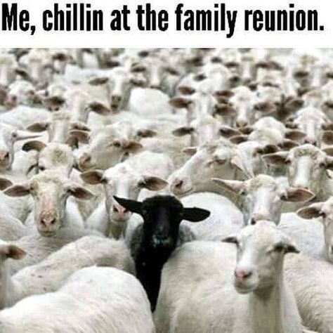 Black Sheep of the Family Black Sheep Quotes, Family Meme, Black Sheep Of The Family, Toxic Family, Marca Personal, Black Sheep, Cool Countries, Family Quotes, Family Reunion