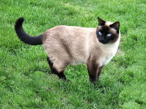 Russian Poems, Siamese Cats Blue Point, Siamese Cats Facts, Seal Point Siamese, Laperm, Siamese Kittens, Cute Cat Breeds, Image Chat, Samurai Jack