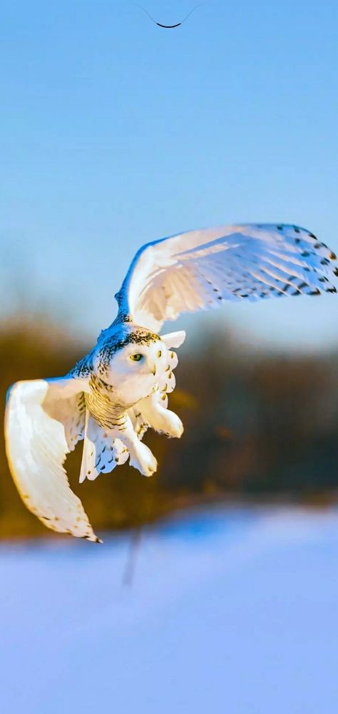 Snowy Owl, Birds, Animals, Nature