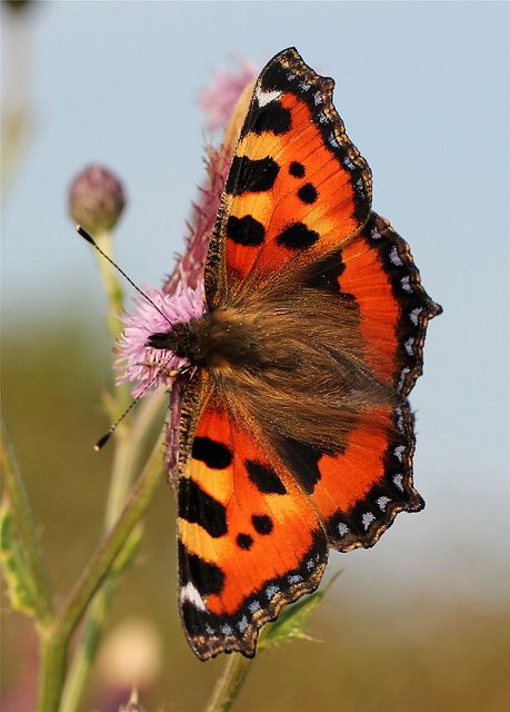 Aglais urticae (Small Tortoiseshell) Tortoiseshell Butterfly, Butterfly Chrysalis, Types Of Butterflies, Cool Insects, Beautiful Butterfly Pictures, Beautiful Butterfly Photography, Butterfly Species, Flying Flowers, Water Colours