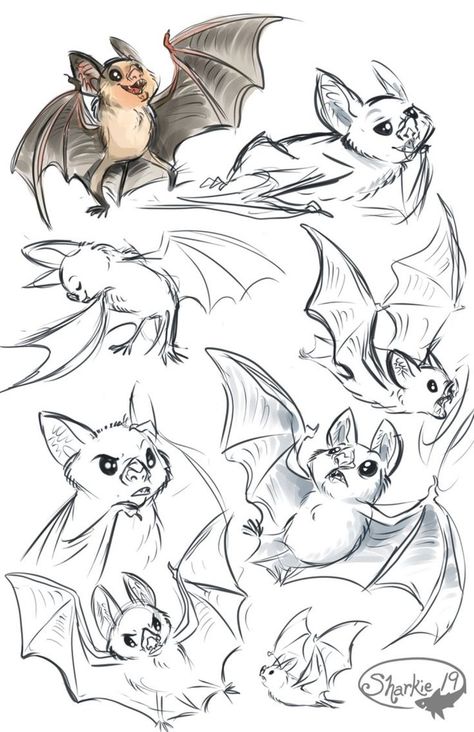 Model Sheet Character, Bat Drawing, Vampire Bats, Art Vampire, Bat Art, Cute Bat, Seni Cat Air, Haiwan Peliharaan, Arte Inspo