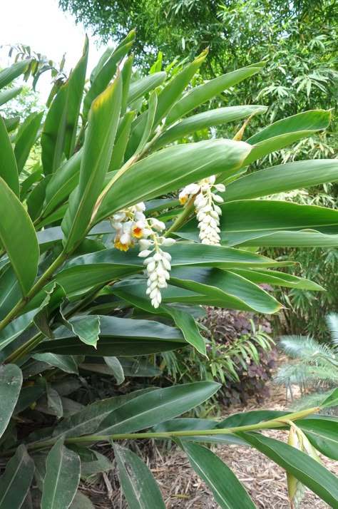 Alpinia zerumbet 'Cream Shell Ginger' - 180mm pot Ginger Plants Landscaping, Shell Ginger Plant, Ginger Plant Flower, California Garden Design, Shell Ginger, Tropical Courtyard, Growing Ginger Indoors, Ginger Plants, Tropical Landscaping Ideas