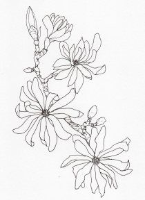 drawing-magnolia-stellata2 Kate Wilson, Magnolia Stellata, Magnolia Tattoo, Pixel Drawing, Full Sleeve Tattoos, Fruit Flowers, Flower Illustration, Colouring Pages, Lotus Flower Tattoo