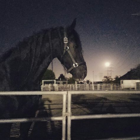 Friesian Aesthetic, Horse Story, Equestrian Aesthetic, Black Stallion, Flowers Photography Wallpaper, Horse Aesthetic, Black Horses, Friesian Horse, Ranch Life