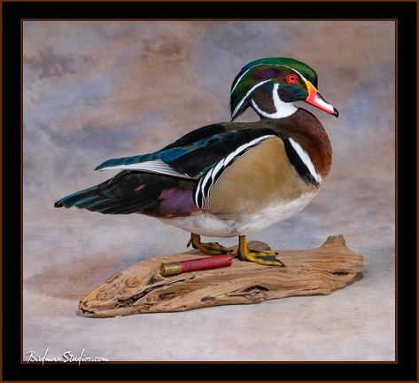 Wood Duck Taxidermy, Wood Duck Mounts Taxidermy, Duck Taxidermy Mounts, Duck Mount Ideas, Duck Mounts Taxidermy, Wood Duck Mounts, Duck Taxidermy, Duck Mounts, Waterfowl Taxidermy