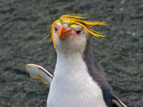 macaroni penguin pictures | True Wildlife Creatures Penguin Videos, Royal Penguin, Penguin Awareness Day, Penguin Facts, Macaroni Penguin, Penguin Images, Penguin Pictures, Australia Animals, Flightless Bird