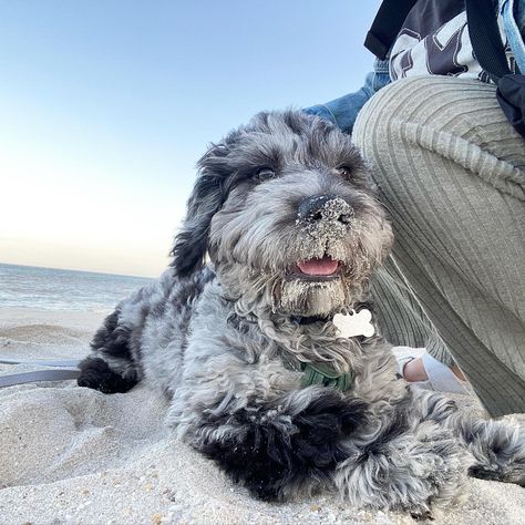 Bleu Merle Goldendoodle Merle Doodle, Blue Merle Goldendoodle, Blue Merle Mini Aussie, Mini Goodlendoodle, Goodlendoodle Full Grown, Mini Goldendoodle, Blue Merle, Goldendoodle, Puppy Love