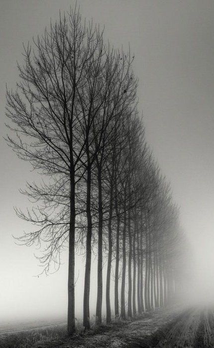 Tree Of Life Pictures, Landscape Photography Trees, Nature Photography Trees, Foggy Day, Landscape Photography Tips, Black And White Tree, Black And White Landscape, Photography Tips For Beginners, Tree Photography