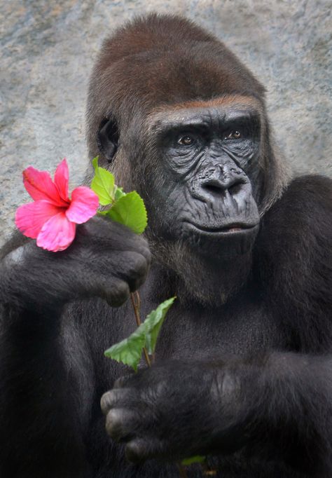 Monkey Holding Flower, Gorilla Aesthetic, Gorilla Wallpaper, Lorena Duran, Female Gorilla, Alena Khovrina, James Caan, Gorillas Art, Gorilla Tattoo