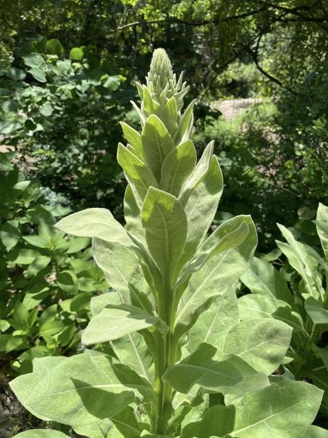 Mullein Gardeners - Harvesting and Growing Mullein Plants | Four 2nd year, common mullein volunteers growing by our creek | Facebook Mullin Herb, How To Harvest Mullein Seeds, Mullein Flower Benefits, Harvesting Mullein, Mullien Leaf Salve, Seeds, Herbs, Plants