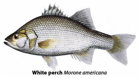 White Perch   Morone Americana   Local Names:    Wreckfish, Silver perch, Sea perch, Perch, Bass   Average Size:   5 to 10 inches   0.25 to 0.75 pound Rod Building Supplies, White Perch, Fly Tying Supplies, Sea Creatures Art, Perch Fishing, Rod Building, Air Brush Painting, The Hook, Freshwater Fish