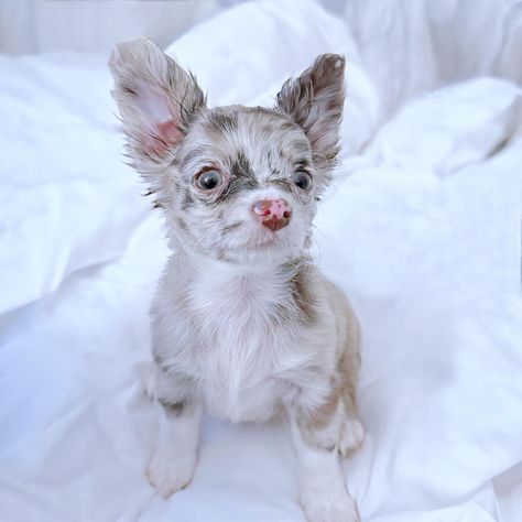 🐶💝NEW PUPPY ALERT FOR SALE/ADOPTION!! Meet “Puppy: Winnie Harlow” ♡ Like her namesake, our newest pup here at Petite Pups, #WinnieHarlow, is one-of-a-kind and absolutely GORGEOUS!! 😍🐶😍 She is a spotted merle chihuahua puppy with an adorable “overbite” - so she is definitely as unique and rare as they come! Aside from her cute little overbite, she is 100% healthy! Puppy Winnie Harlow is a unique MERLE chihuahua with the most lovely LILAC (khaki-chocolate) long haired coat, adorned with black ... Merle Chihuahua, Chihuahua Puppy, Long Haired Chihuahua, Winnie Harlow, Cute Chihuahua, Chihuahua Puppies, New Puppy, Chihuahua, Adoption