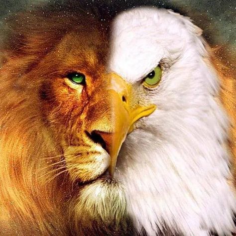 Lion And Eagle, Eagle Images, Eagle Wallpaper, Lions Photos, Lion And Lamb, Eagle Pictures, Lion Painting, Lion Wallpaper, Eagle Art