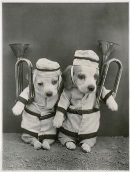 Harry Whittier Frees, Dressed Up Dogs, Animal Portraits Art, Puppy Play, Grand Palais, Animal Books, Cat Costumes, Vintage Dog, Bw Photo