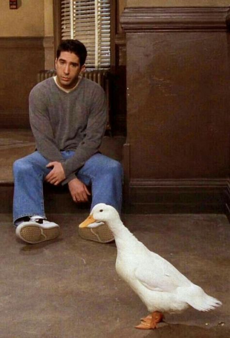 He stares at the duck like he’s never seen one Ross Friends, Friends Best Moments, Friends Scenes, Friends Poster, David Schwimmer, Ross Geller, Friends Cast, Joey Tribbiani, Friends Moments