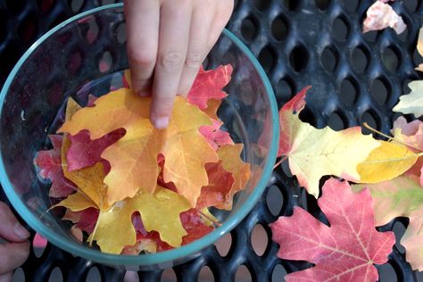 Horticulture Crafts, Preserving Leaves, Crafting For Adults, Leaves Craft, Skeleton Leaves, Autumn Leaves Craft, Dry Leaves, Nature Projects, Nature Craft