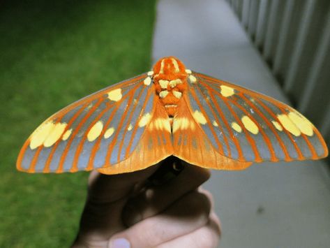 Moth Facts, Regal Moth, Flannel Moth, Types Of Moths, South American Rainforest, Cecropia Moth, Rainbow Snake, Moth Caterpillar, Swallowtail Butterfly